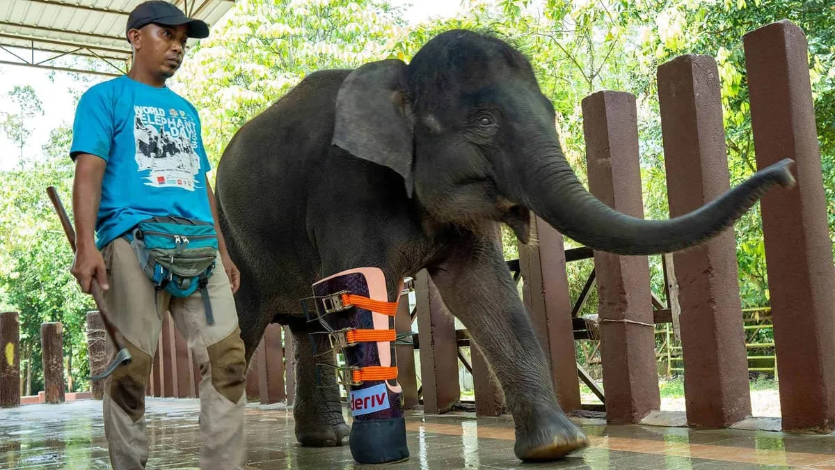 Ellie with her prosthetic leg as part of Deriv's CSR initiative