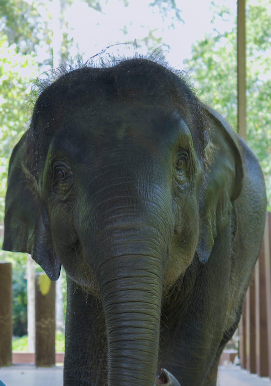 The elephant who got a prosthetic leg